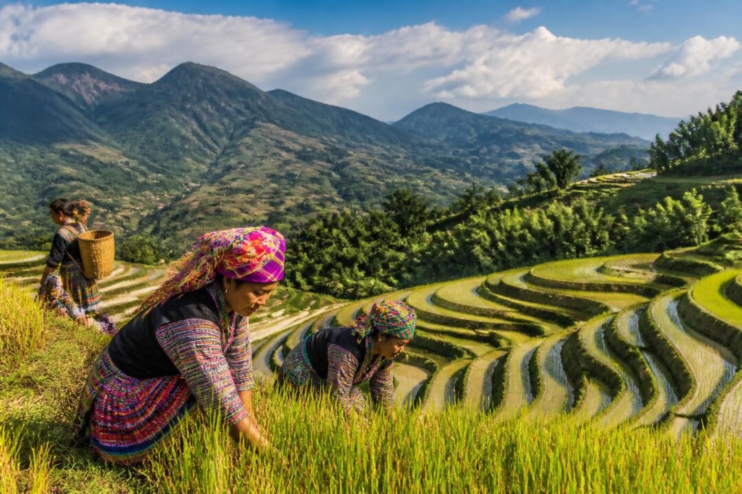 entdecken sie die provinz yunnan mit ihren beeindruckenden reisterrassen, vielfältigen minderheitenkulturen und erfahren sie, wann die beste reisezeit für unvergessliche erlebnisse ist.